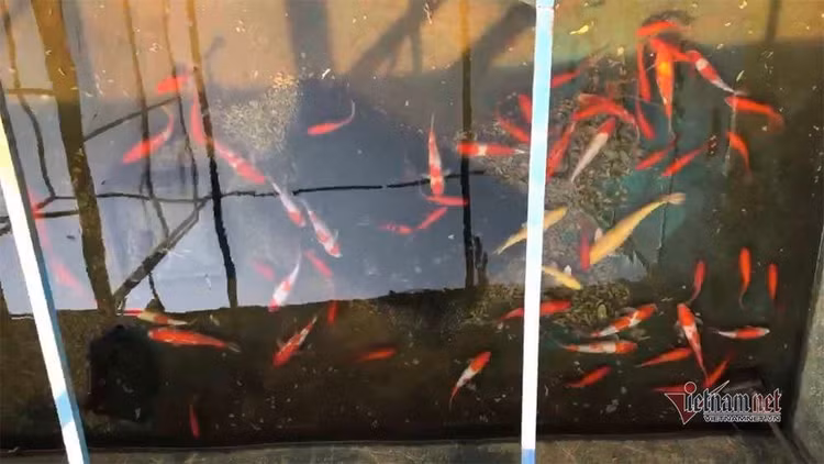 Cảnh dỡ 'bảo bối' Nhật làm sạch sông Tô Lịch, rút cá koi về hồ Tây