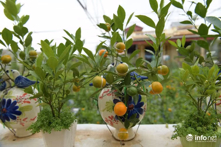 Những quả quất có hình hồ lô được chăm chút rất cẩn thận. Khoảng từ tháng 9 Âm lịch là người trồng đã phải bắt đầu tiến hành gò quả để quả quất có hình hồ lô.