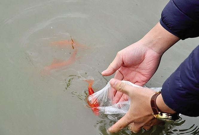 Thả cá chép đúng cách trong lễ cúng ông Công ông Táo - ảnh 1