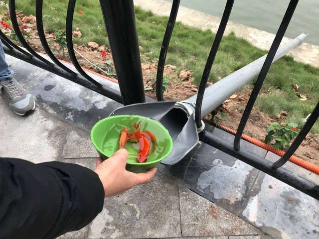 Hà Nội: Cá chép đi cầu trượt lên chầu Trời - 1