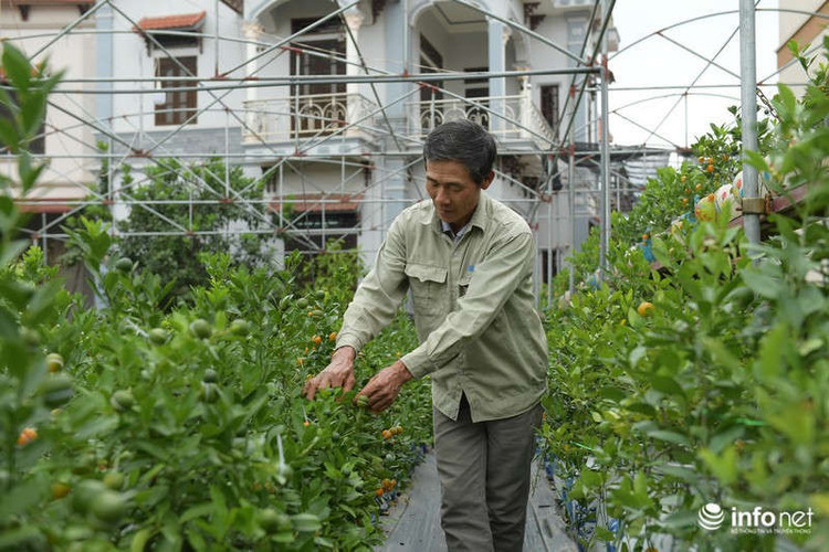 Vì sự độc lạ, giá phải chăng lại mang ý nghĩa may mắn, do đó quất hồ lô đang được nhiều khách hàng lựa chọn để chơi Tết 2 năm gần đây.