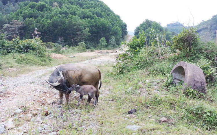 Con đường có ý nghĩa quan trong nhưng hiện chưa biết khi nào mới được thi công lại...
