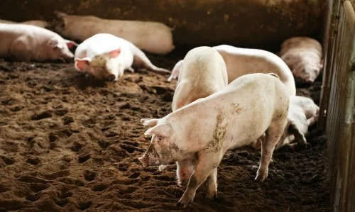 Heo tại trang trại chăn nuôi. Ảnh: Vũ Minh Quân.