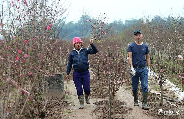 Người trồng đào rất phấn khởi vì đào năm nay nở đẹp, bán được giá và khá đắt hàng.