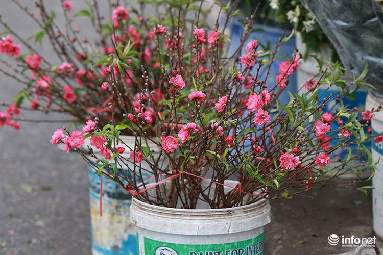 Năm nay, do thời tiết thuận lợi nên hoa đào nở rất sớm, cánh hoa to và dày hơn hẳn so với những năm trước.