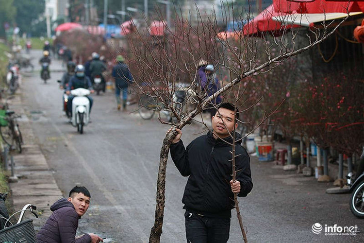 Do đào nở sớm nên người trồng đào tranh thủ bán sớm để người dân Thủ đô được chơi đào trước Tết.