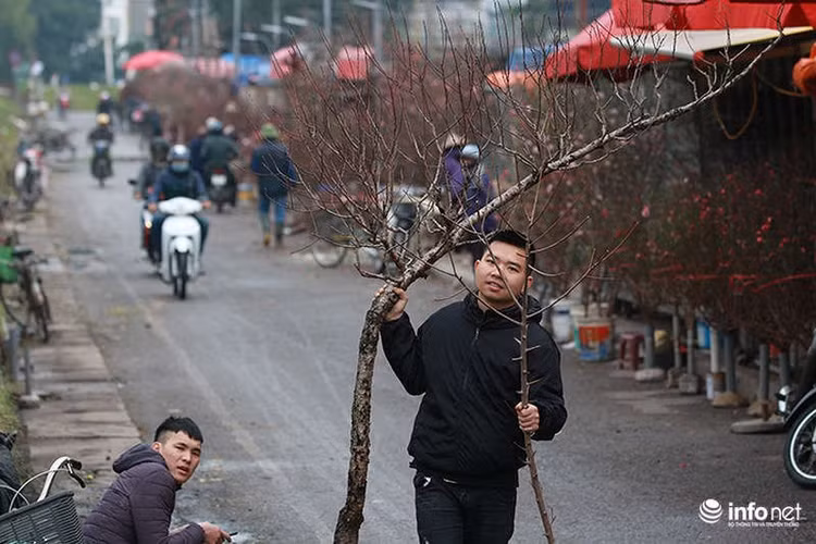 Do đào nở sớm nên người trồng đào tranh thủ bán sớm để người dân Thủ đô được chơi đào trước Tết.