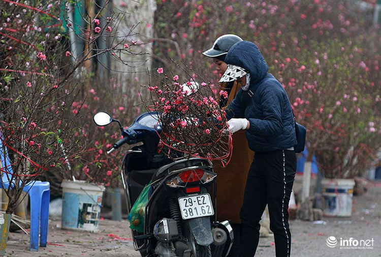 Giá đào Tết năm nay dự báo cũng sẽ đắt hơn mọi năm. Cho đến thời điểm hiện tại, giá trung bình một gốc đào lớn từ 10 triệu đồng đến 20 triệu đồng, những gốc nhỏ hơn có giá khoảng 3 triệu đến 5 triệu đồng.