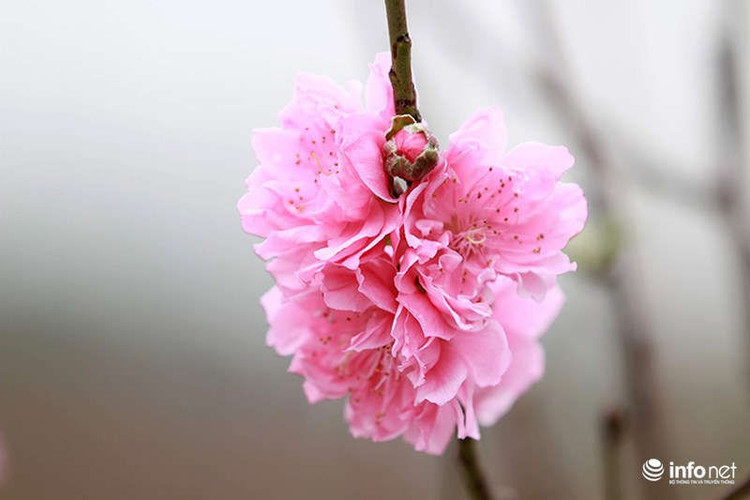 Những bông hoa đào nở thành dày đặc tạo nên một nét rất mới của đào kép Nhật Tân.