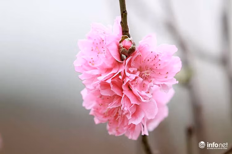 Những bông hoa đào nở thành dày đặc tạo nên một nét rất mới của đào kép Nhật Tân.