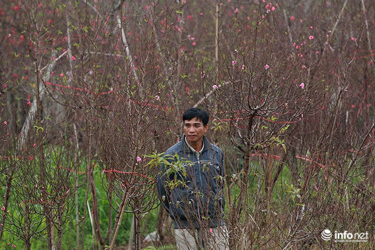 Do sợ đào nở sớm nên trước đó nhiều người đã tới đặt chủ vườn chăm sóc để đào nở đúng dịp Tết.