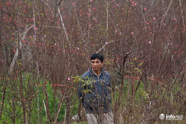 Do sợ đào nở sớm nên trước đó nhiều người đã tới đặt chủ vườn chăm sóc để đào nở đúng dịp Tết.