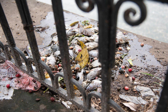 Ca chet hang loat o ho Van Chuong hinh anh 1 