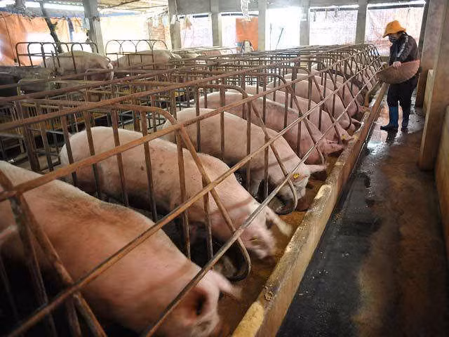 Lùng mua, vét cạn trong dân, thịt lợn tăng giá chưa từng có