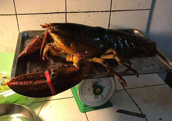 Tom hum Alaska 170.000 dong/kg ve VN ‘cong’ them bao nhieu thue phi? hinh anh 2 