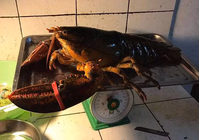 Tom hum Alaska 170.000 dong/kg ve VN ‘cong’ them bao nhieu thue phi? hinh anh 2 