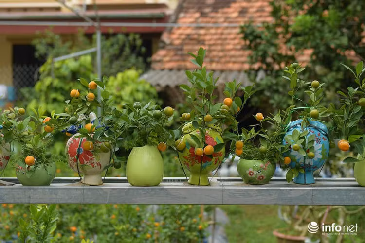 "Không giống chăm sóc các loại quất thường, loại quất hồ lô cần phải có kỹ thuật cao mới có thể thành công được. Thời gian nào phù hợp để dùng dây thắt quả là quan trọng nhất. Nếu không đúng thời điểm, quả quất có thể bị hỏng coi như bỏ cả cây", bà Mai nói.