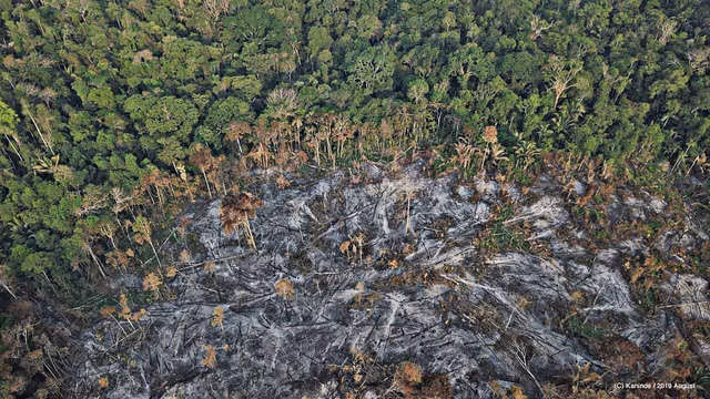 Nếu rừng Amazon biến mất, thế giới mất đi 20% lượng nước ngọt, 20% lượng oxy, con người chịu ảnh hưởng trực tiếp - Ảnh 1.