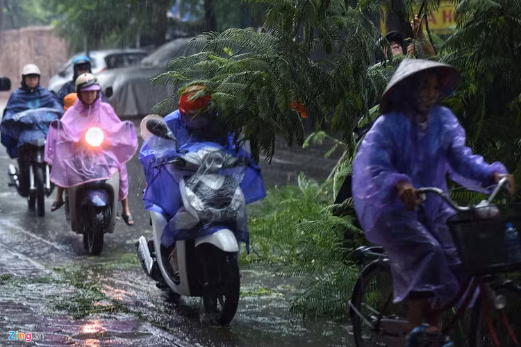 Cay do hang loat o Ha Noi, Hai Phong sau bao Wipha hinh anh 3 