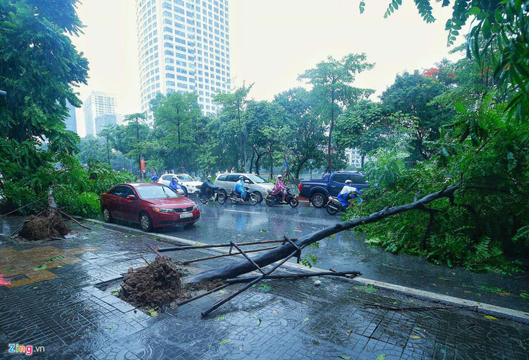 Cay do hang loat o Ha Noi, Hai Phong sau bao Wipha hinh anh 4 