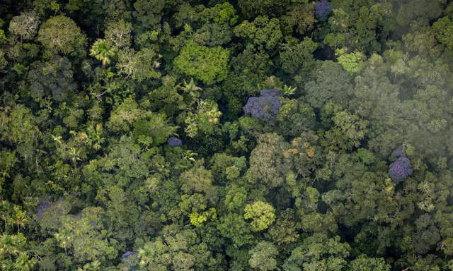 Nếu rừng Amazon biến mất, thế giới mất đi 20% lượng nước ngọt, 20% lượng oxy, con người chịu ảnh hưởng trực tiếp - Ảnh 4.