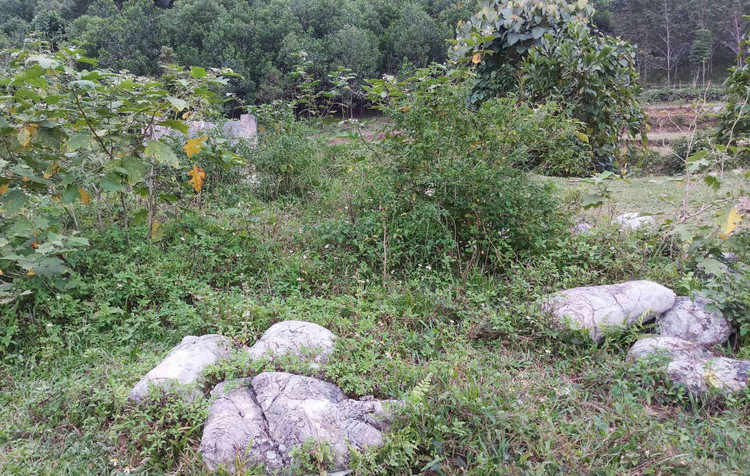 Những bao xi măng nằm từng đống, cỏ dại phủ đầy tuyến đường