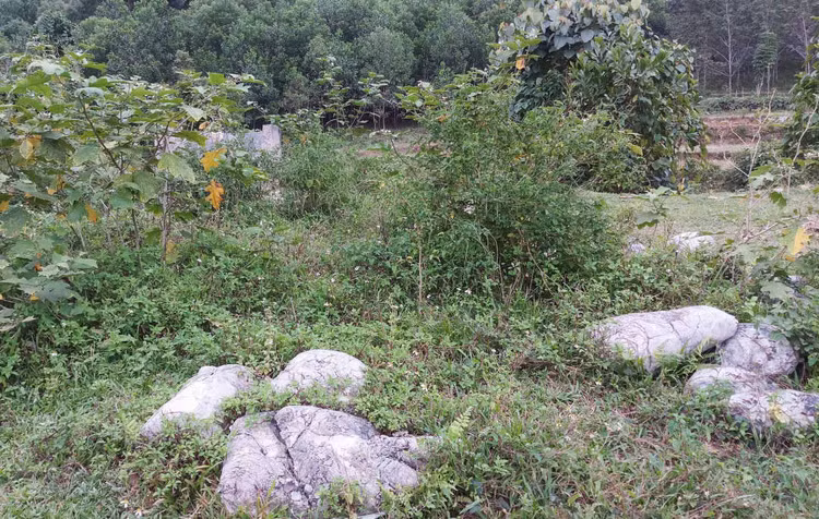 Những bao xi măng nằm từng đống, cỏ dại phủ đầy tuyến đường