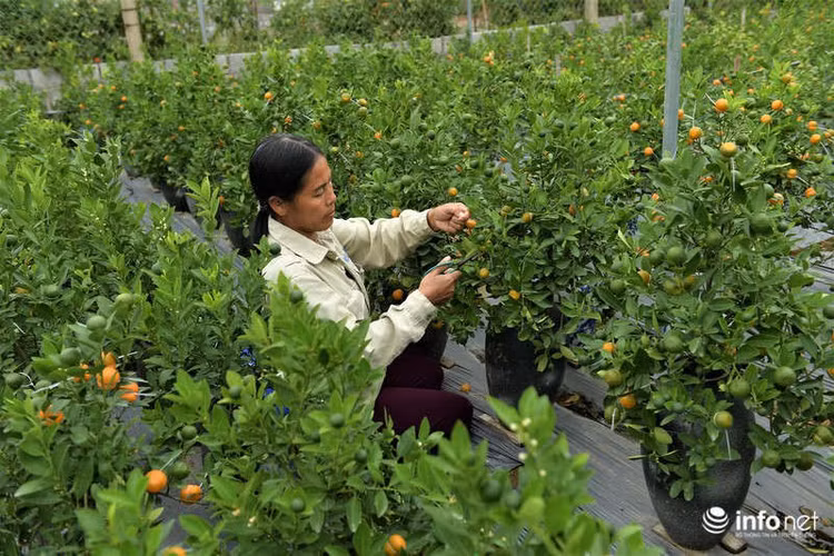 Bên cạnh những loại quất quen thuộc, gia đình bà Đỗ Thị Mai (Mễ Sở, Văn Giang, Hưng Yên) đã cho "ra lò" thành công loại quất cảnh có quả độc đáo giống hình một chiếc bình hồ lô.