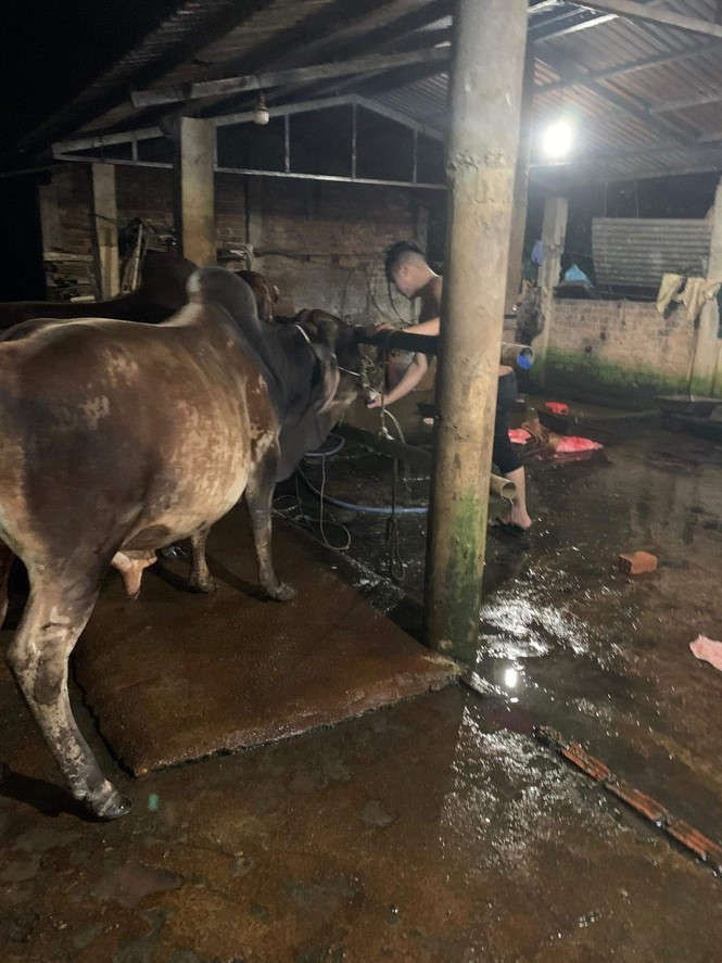 Bắt quả tang nhiều cơ sở giết mổ bơm nước vào bụng bò - ảnh 1