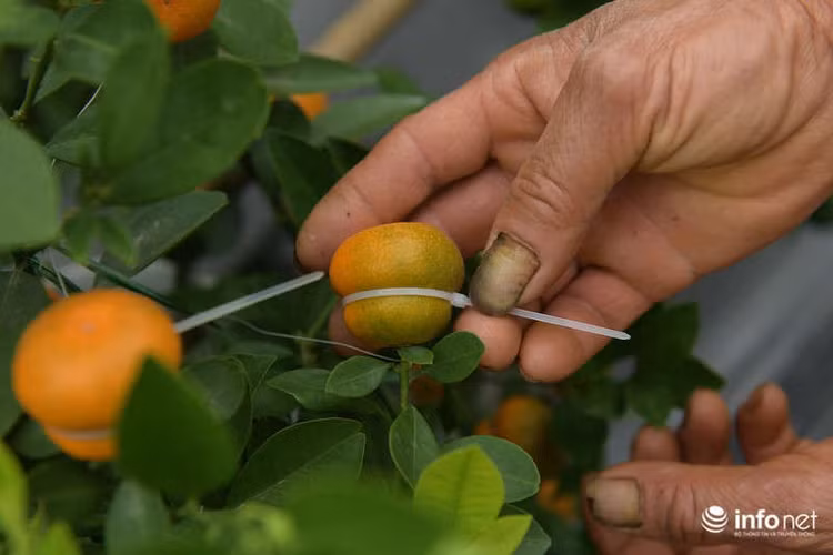 "Làm cây cảnh hiện nay, người nông dân chúng tôi phải luôn đổi mới. Năm ngoái vườn nhà tôi mạnh dạn thử nghiệm quất hồ lô nên thu nhập khá hơn. Nhưng năm nay, thị hiếu khách hàng lại thay đổi và nhiều người trồng hơn nên cũng khá khó khăn khi cạnh tranh" - bà Mai chia sẻ.