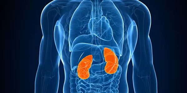 Nếu thiếu một, thậm chí hai quả thận, con người vẫn có cơ hội sống. Ảnh: Health