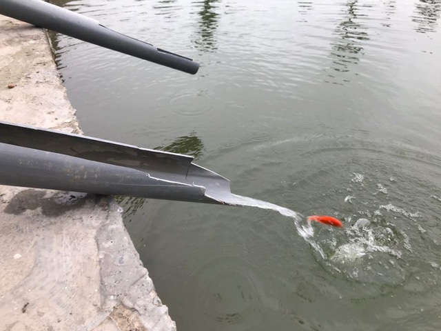 Hà Nội: Cá chép đi cầu trượt lên chầu Trời - 10