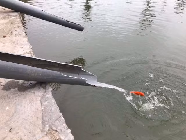 Hà Nội: Cá chép đi cầu trượt lên chầu Trời - 10