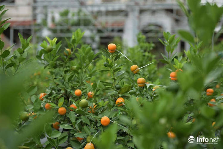 Tết Canh Tý 2020 năm nay, nhà bà Mai trồng được khoảng hơn 1.000 cây quất quả hồ lô và phần lớn đều đã được khách hàng đặt mua.