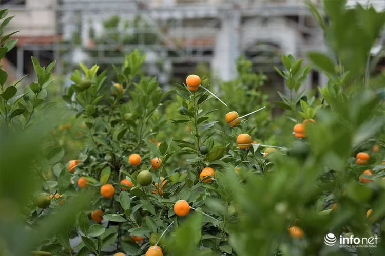 Tết Canh Tý 2020 năm nay, nhà bà Mai trồng được khoảng hơn 1.000 cây quất quả hồ lô và phần lớn đều đã được khách hàng đặt mua.