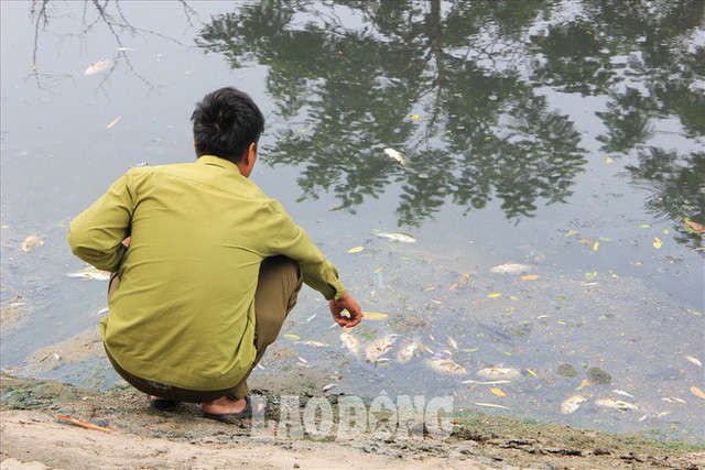 Nước sông Tô Lịch đen trở lại, xuất hiện cá chết trắng nổi lềnh bềnh - Ảnh 5.