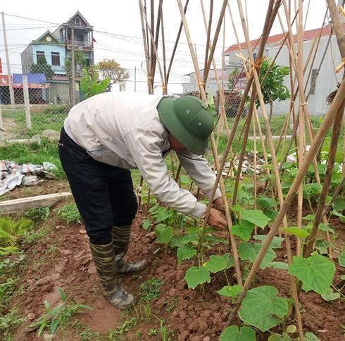 Ngoài giờ hành chính anh T. vẫn phải lội ruộng làm vườn để tăng thêm thu nhập.