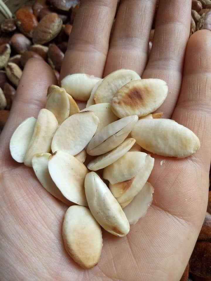 Ăn hạt Kơnia, Hà thành đua nhau mua đồ rừng đãi khách ngày Tết