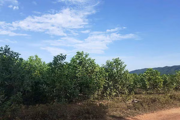 Trại bò nghìn tỷ liên quan ông Trần Bắc Hà giờ thành vườn chuối - Ảnh 11.