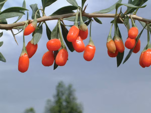 Câu kỷ tử từ huyền thoại đến thực tế