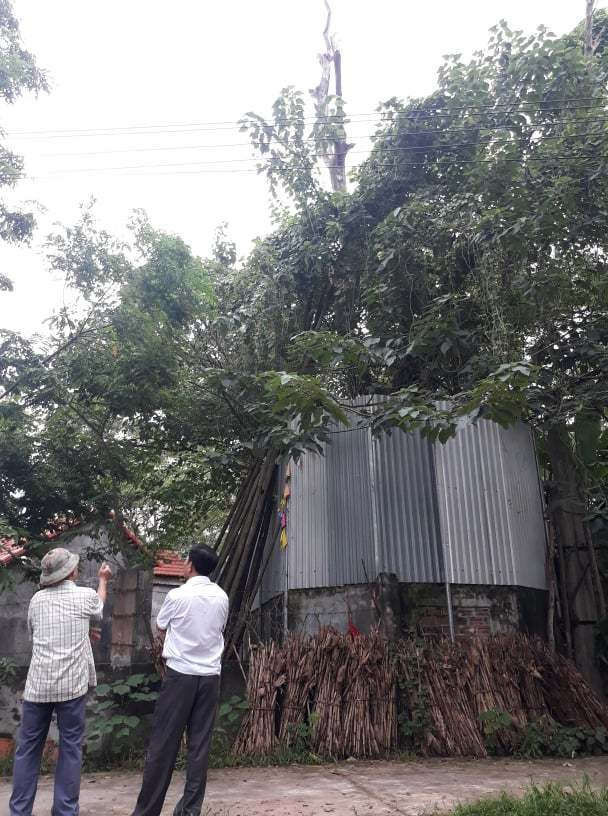 Cả làng quây tôn, dựng chốt bảo vệ cây sưa có giá 22 tỷ