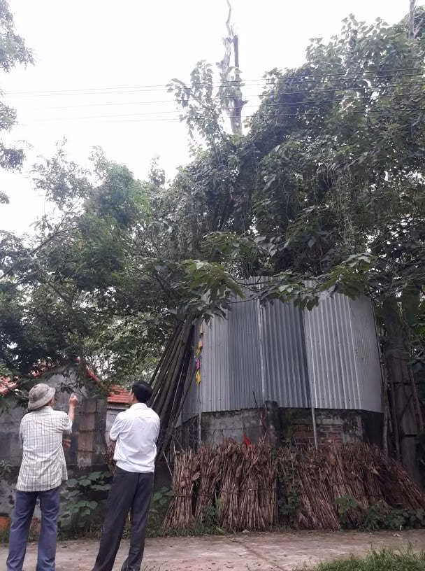 Cả làng quây tôn, dựng chốt bảo vệ cây sưa có giá 22 tỷ