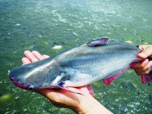 Giá thịt heo vọt lên 200.000 đồng/kg, chuyên gia khuyên nên chuyển sang ăn cá tra - 1