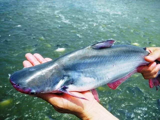 Giá thịt heo vọt lên 200.000 đồng/kg, chuyên gia khuyên nên chuyển sang ăn cá tra - 1