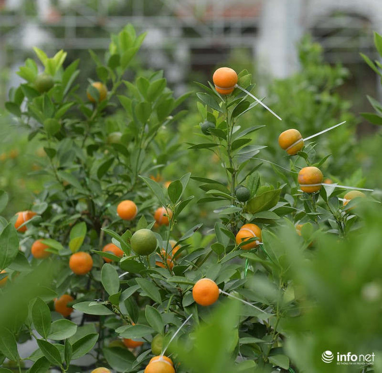 Đúng là nghề chơi cũng lắm công phu và quất hồ lô Mễ Sở đã trở thành cái tên thân thuộc với nhiều người chơi quất Hà thành bên cạnh các loại cây trưng Tết khác như mai, đào, lan...