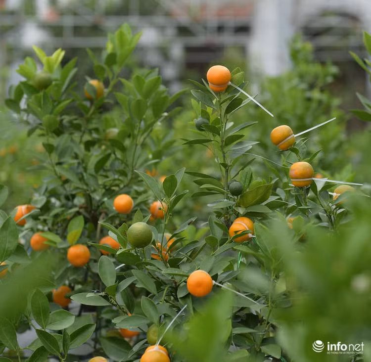 Đúng là nghề chơi cũng lắm công phu và quất hồ lô Mễ Sở đã trở thành cái tên thân thuộc với nhiều người chơi quất Hà thành bên cạnh các loại cây trưng Tết khác như mai, đào, lan...