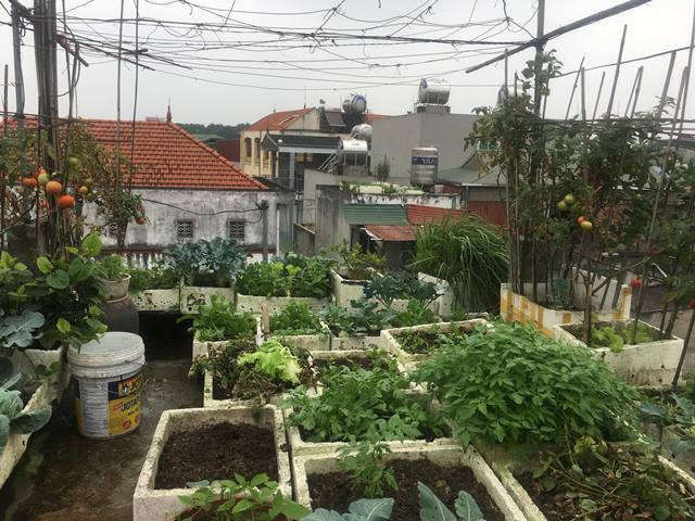 rau sach tu rac thai 2