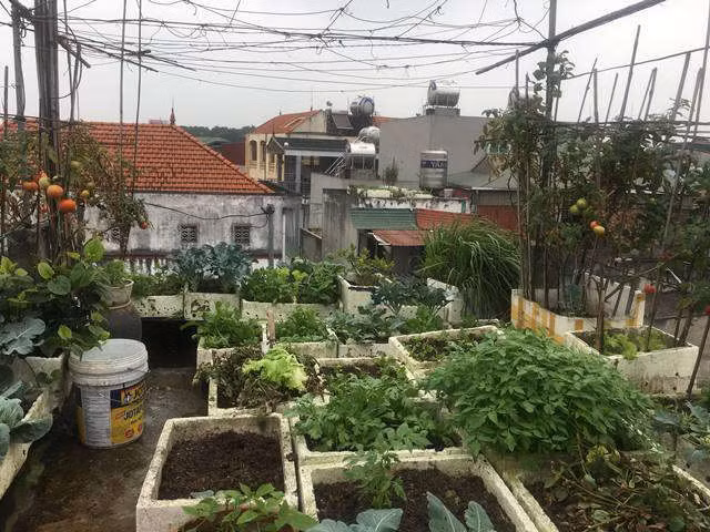 rau sach tu rac thai 2