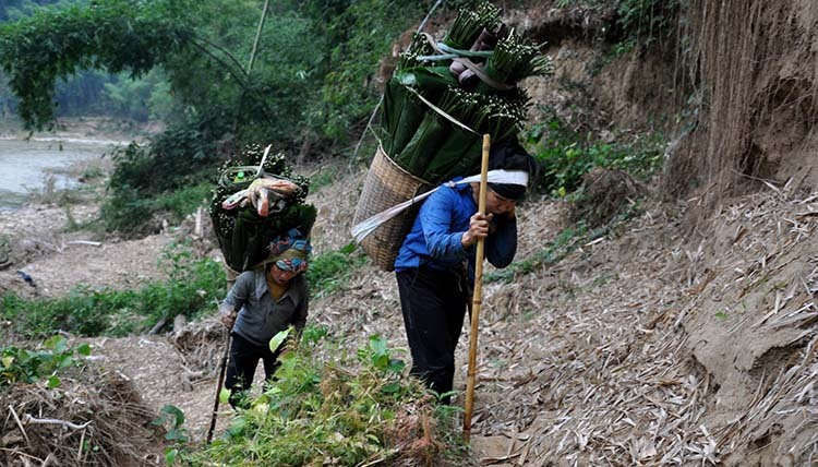 Công việc khá vất vả, họ phải đi từ sáng sớm đến chập tối mới quay về bản. Ảnh: Lê Hoàng.