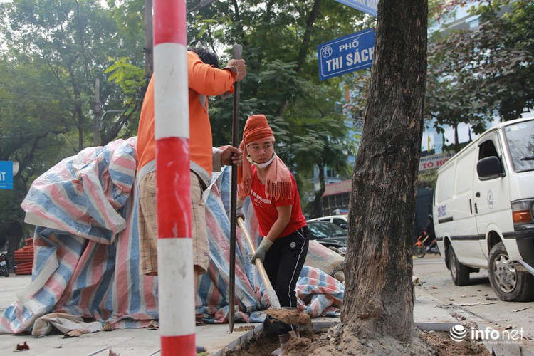 Công nhân đang đào bới gạch cũ ở gốc cây để xây bằng gạch khác.